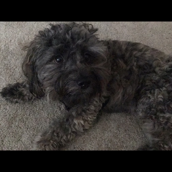 Meet your Posher, Laurie - Picture 3 of 6